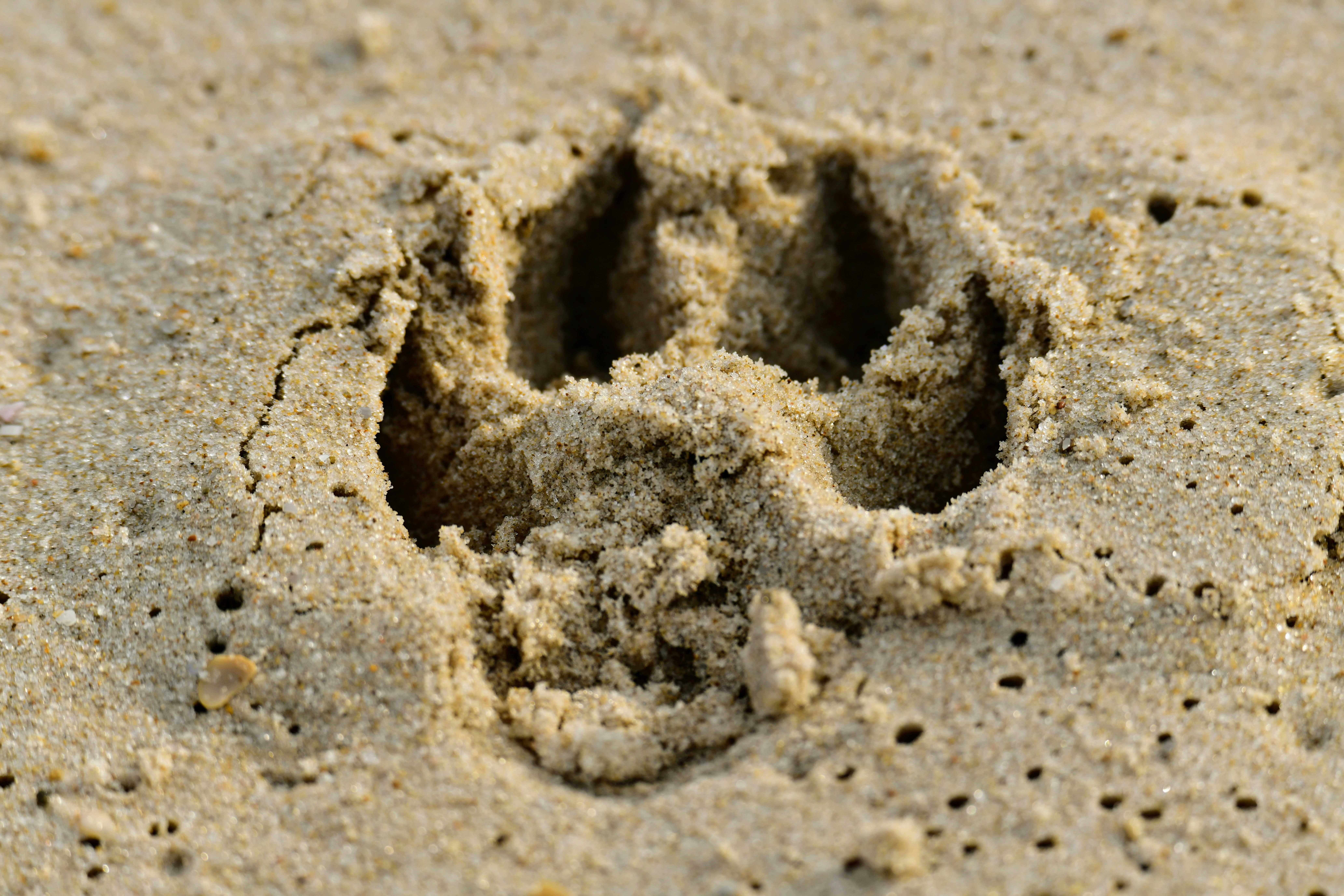 Patte de chien